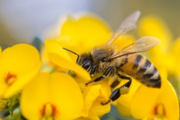 The Hum of Bees, The Voice of Being